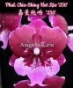 фото Фаленопсис Биг Лип Хот Кисс (Phalaenopsis Chia Shing Hot Kiss '256') Тайвань от магазина магазина орхидей Ангелок
