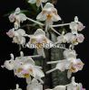 фото Фаленопсис целебесский (Phalaenopsis celebensis) от магазина магазина орхидей Ангелок