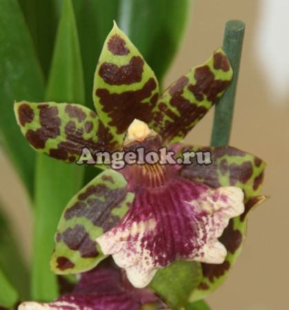 фото Зигопеталум (Zygopetalum) z-06 от магазина магазина орхидей Ангелок