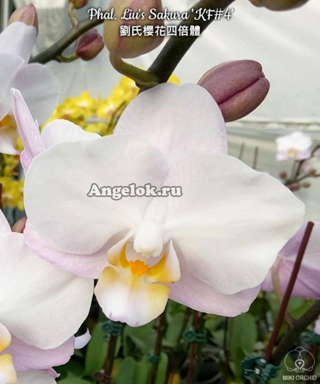 Фаленопсис Сакура (Phalaenopsis Liu's Sakura 'KF#4') детка