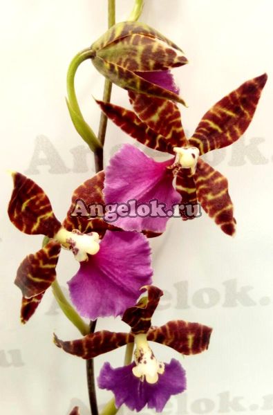 фото Камбрия (Colmanara Purple Star) от магазина магазина орхидей Ангелок