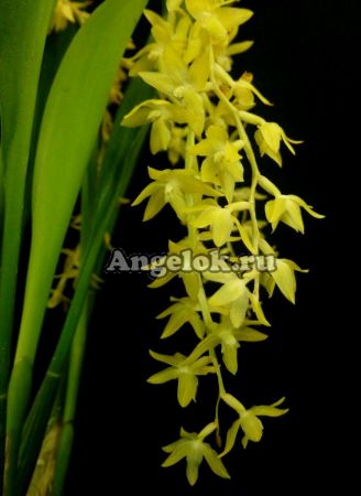 фото Дендрохилум (Dendrochilum abbreviatum) Тайвань от магазина магазина орхидей Ангелок