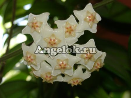 фото Хойя Салвеника (Hoya Salweenica) черенок от магазина магазина орхидей Ангелок