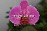Фаленопсис (Phalaenopsis ) ph-01