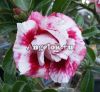 фото Адениум (Adenium obesum Pale russamee) от магазина магазина орхидей Ангелок