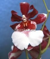 фото Камбрия (Miltonidium Bartley Schwartz) от магазина магазина орхидей Ангелок