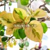 Бугенвиллия пестролистная (Bougainvillea Dauphine)