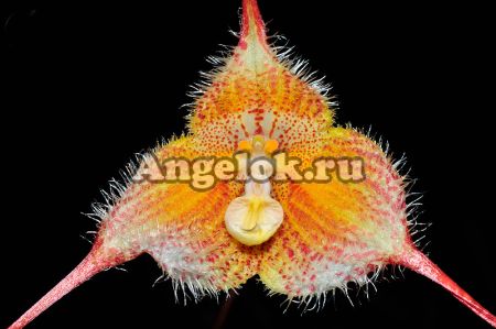 фото Дракула (Dracula diana xanthina) от магазина магазина орхидей Ангелок