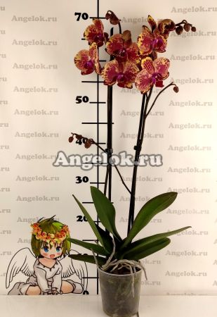 Фаленопсис (Phalaenopsis Ark's Happy Magician)