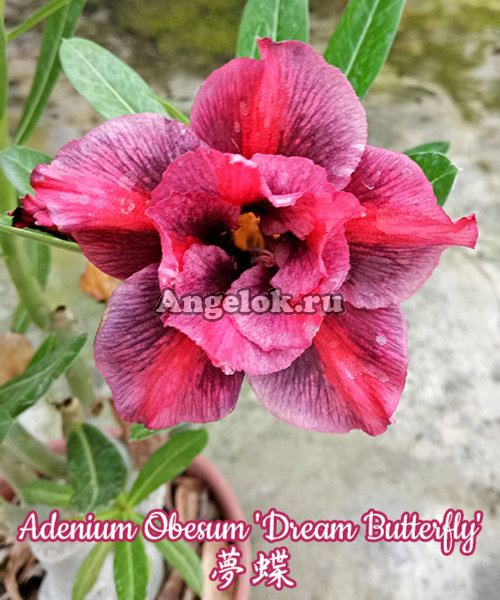 фото Адениум (Adenium obesum Dream Butterfly) от магазина магазина орхидей Ангелок