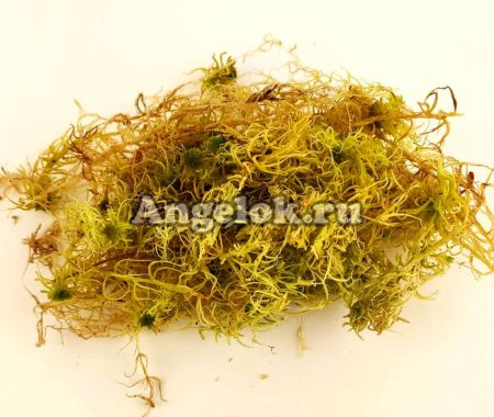 фото Мох сфагнум (живой) Ангелок 0,5л от магазина магазина орхидей Ангелок