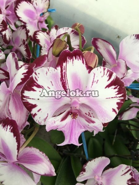 фото Фаленопсис Биг Лип (Phalaenopsis (Taida Pearl X Yu Pin Fire Works)'Yaphon '3) Тайвань от магазина магазина орхидей Ангелок