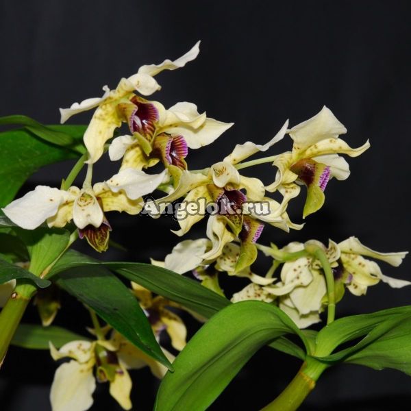 фото Дендробиум (Dendrobium atroviolaceum Dark Lip) от магазина магазина орхидей Ангелок