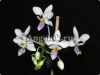 фото Фаленопсис (P.equestris var.blue) Тайвань от магазина магазина орхидей Ангелок