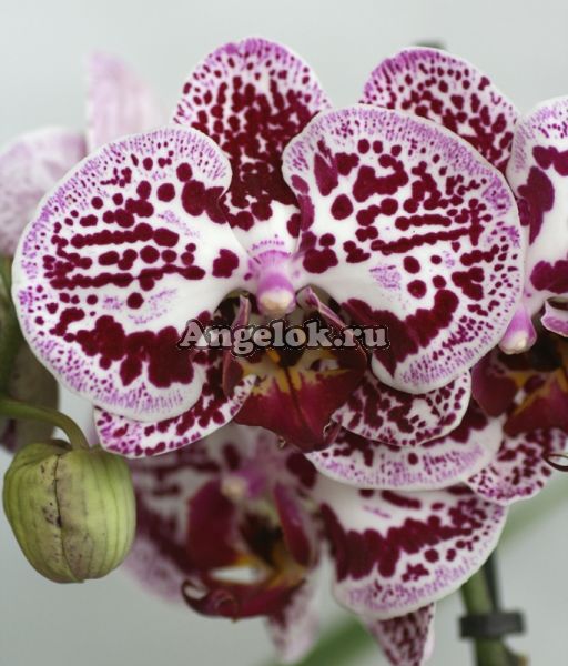 фото Фаленопсис (Phalaenopsis ) ph-35_3 от магазина магазина орхидей Ангелок