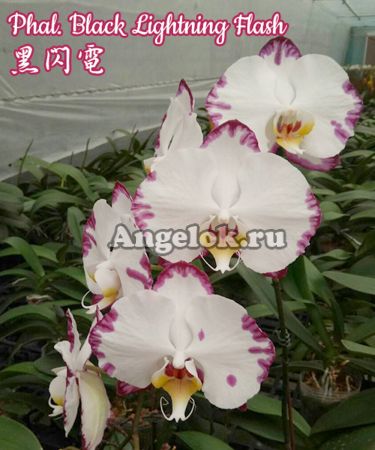 фото Фаленопсис (Phalaenopsis Black Lightning Flash) детка Тайвань от магазина магазина орхидей Ангелок