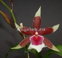 фото Камбрия (Beallara Eurostar) от магазина магазина орхидей Ангелок