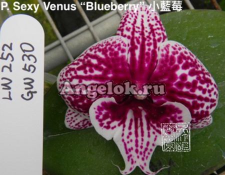 фото Фаленопсис Биг Лип (P. Sexy Venus “Blueberry”) Тайвань от магазина магазина орхидей Ангелок