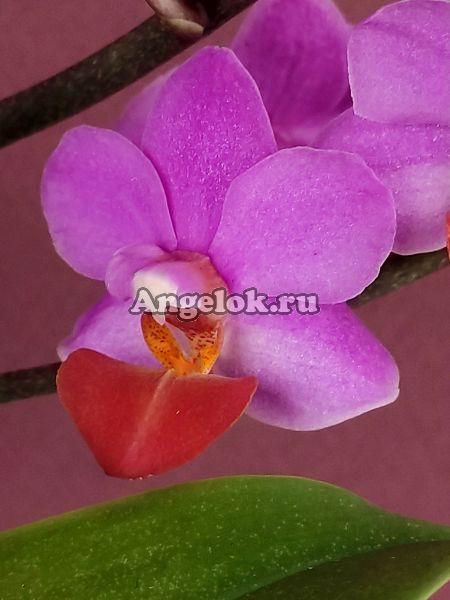 фото Фаленопсис Льюис (Phalaenopsis Liu's Triprince 'Hot Lip') от магазина магазина орхидей Ангелок
