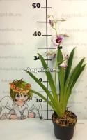 фото Мильтония (Miltonia) milt-14 от магазина магазина орхидей Ангелок