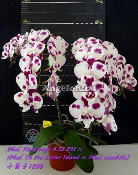 фото Фаленопсис Биг Лип (Phal. Nankung's 4.55 PM × Fuller's AD-Plus) Тайвань от магазина магазина орхидей Ангелок