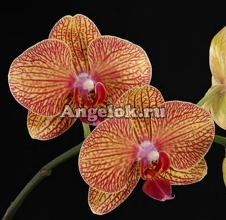 фото Фаленопсис (Phalaenopsis Brazil '5701') от магазина магазина орхидей Ангелок