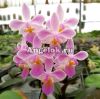 Фаленопсис Венус (Phalaenopsis Venus x sib) Тайвань