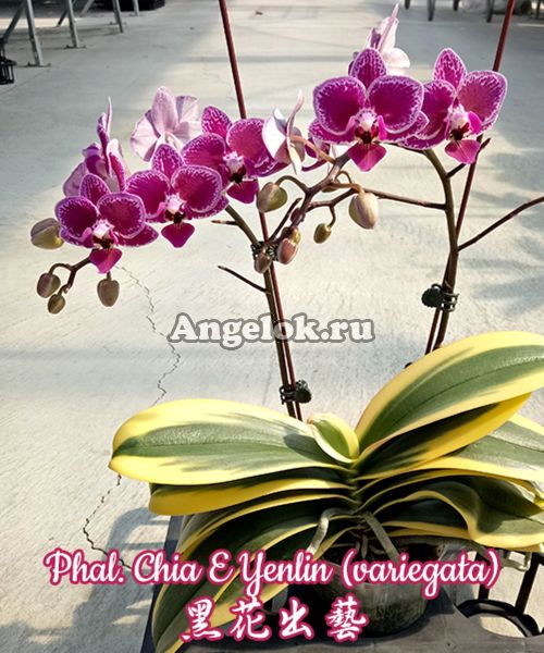 фото Фаленопсис пестролистный (Phalaenopsis Chia E Yenlin) Тайвань от магазина магазина орхидей Ангелок