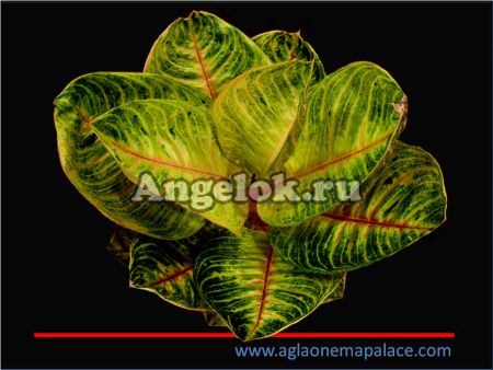 фото Аглаонема (Aglaonema Moonlight ) от магазина магазина орхидей Ангелок