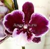 фото Фаленопсис Биг Лип от магазина магазина орхидей Ангелок