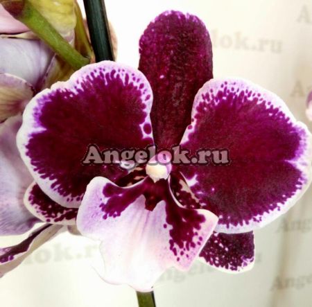 фото Фаленопсис Биг Лип от магазина магазина орхидей Ангелок