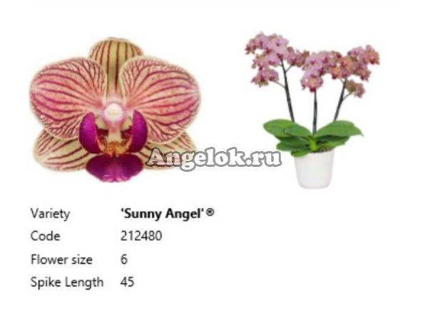 фото Фаленопсис детка (Phalaenopsis Sunny Angel) от магазина магазина орхидей Ангелок