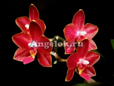 фото Фаленопсис (Phalaenopsis Tying Shin Phoenix’Yaphon”) Тайвань от магазина магазина орхидей Ангелок