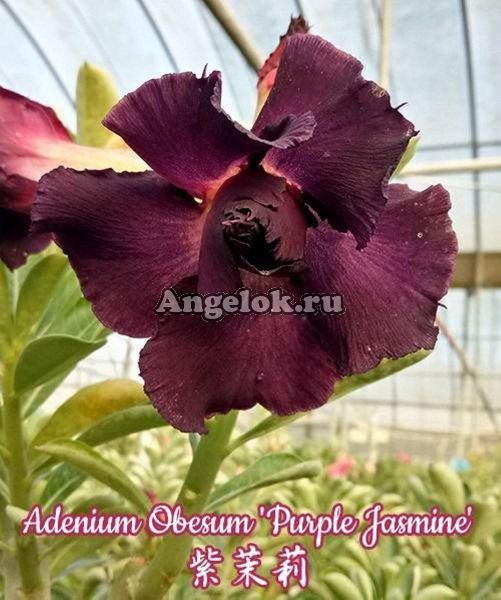 фото Адениум (Adenium obesum Purple Jasmine) от магазина магазина орхидей Ангелок