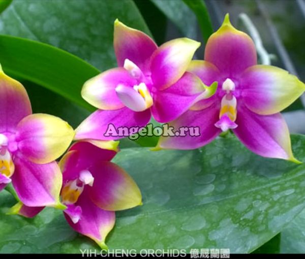 фото Фаленопсис (P. Penang Girl x P. Dragon Tree Eagle "DT168") от магазина магазина орхидей Ангелок