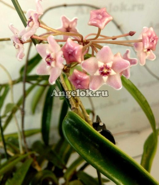 фото Хойя Шеферда (Hoya shepherdii) черенок от магазина магазина орхидей Ангелок