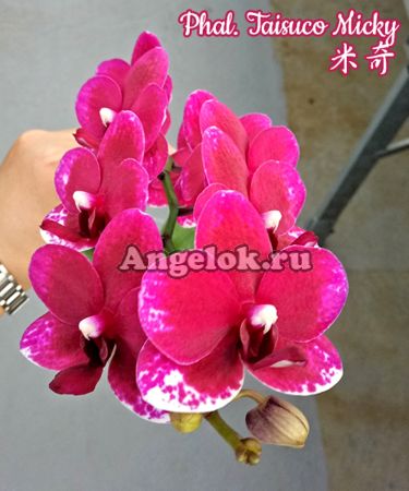 фото Фаленопсис Тайсуко Микки (Phalaenopsis Taisuco Micky) Тайвань от магазина магазина орхидей Ангелок