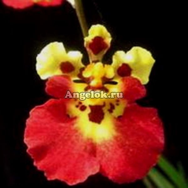 фото Толумния (Tolumnia Jairak Flyer Majic) от магазина магазина орхидей Ангелок