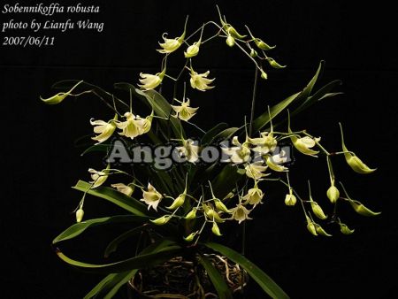 фото Собенникоффия (Sobennikoffia robusta) детка от магазина магазина орхидей Ангелок