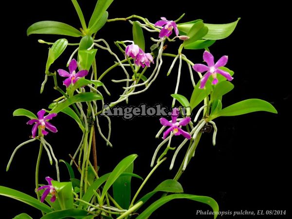 фото Фаленопсис Пульхра (Phalaenopsis pulchra × sib) Тайвань от магазина магазина орхидей Ангелок