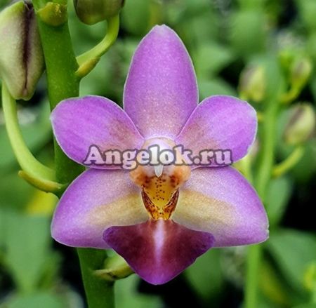 фото Фаленопсис (Phalaenopsis Evarise Blue Angel) Тайвань от магазина магазина орхидей Ангелок