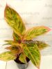 фото Аглаонема (Aglaonema Pink Aurora) от магазина магазина орхидей Ангелок