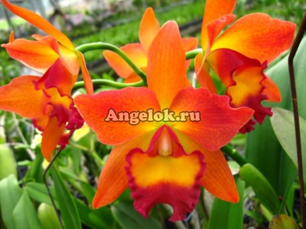 фото Каттлея (Pot.CF Sweet Orange 'Sweet Orange') Тайвань от магазина магазина орхидей Ангелок