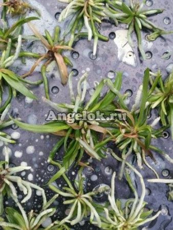 фото Хилошиста Экзюпери (Chiloschista exuperei) от магазина магазина орхидей Ангелок