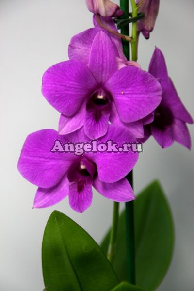 фото Дендробиум фаленопсис (Dendrobium Pink Party) от магазина магазина орхидей Ангелок