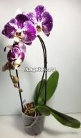 Фаленопсис (Phalaenopsis Cascade Compilation)