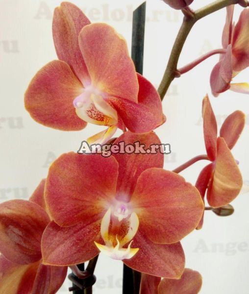 фото Фаленопсис Горизонт (Phalaenopsis Horizion) от магазина магазина орхидей Ангелок
