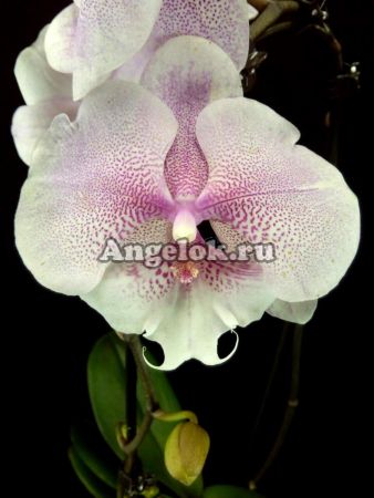 фото Фаленопсис Биг Лип (Phalenopsis Queen Kizz) от магазина магазина орхидей Ангелок