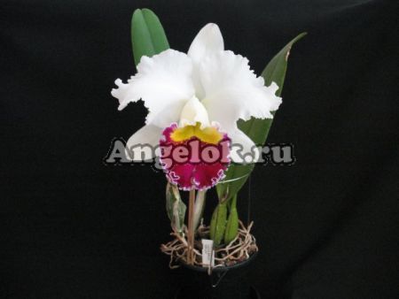 фото Каттлея (C.Taida Swan) Тайвань от магазина магазина орхидей Ангелок