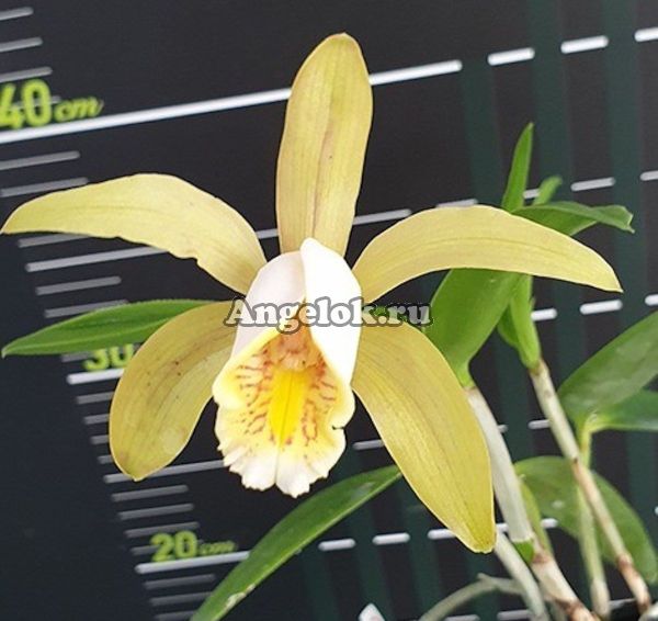 фото Каттлея Форбса (C. forbesii × sib) Тайвань от магазина магазина орхидей Ангелок